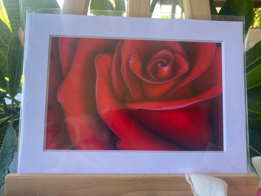 Red Rose 2. Signed print. Actual matted size 5x7
