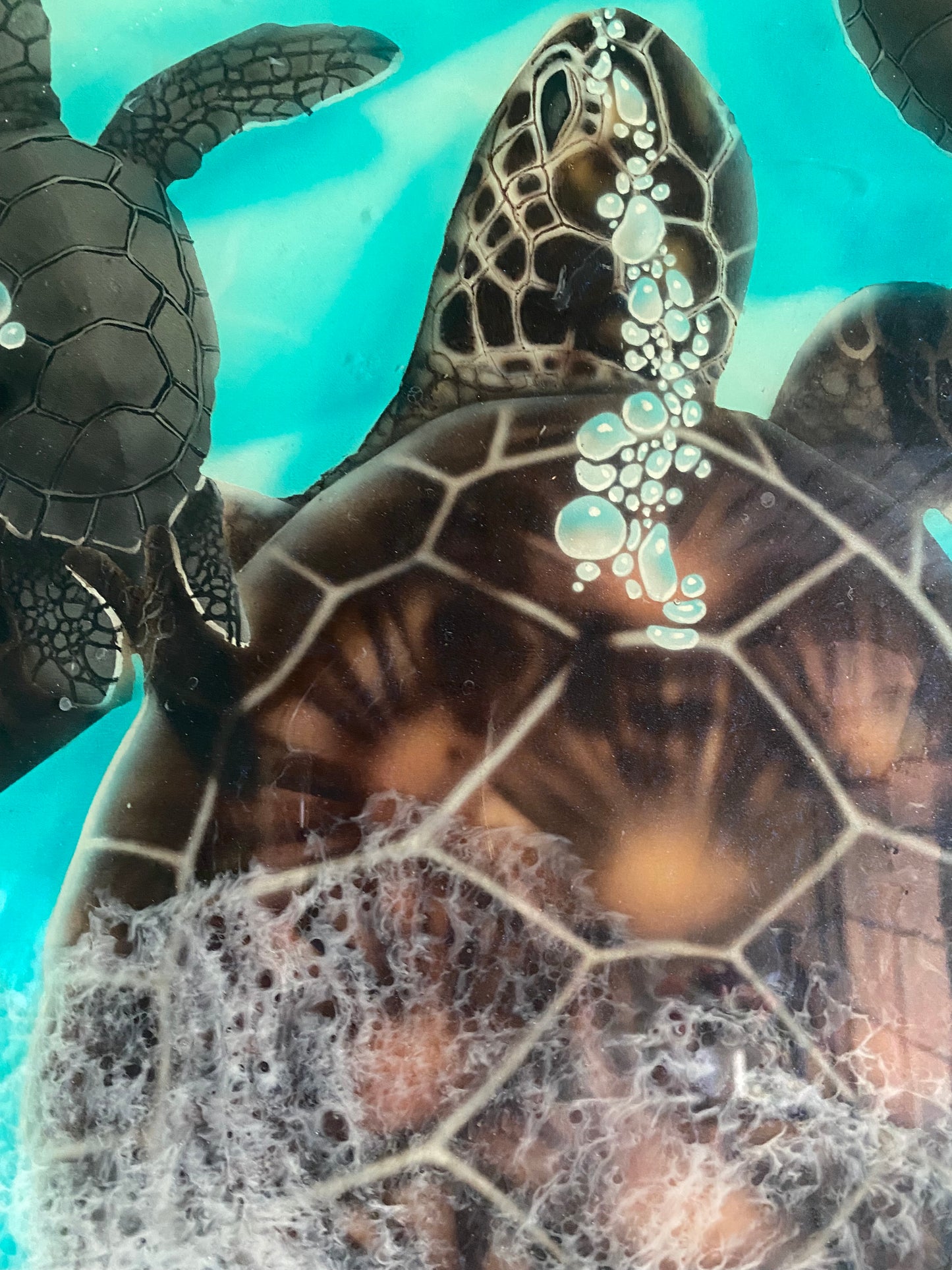 Honu Bubbles