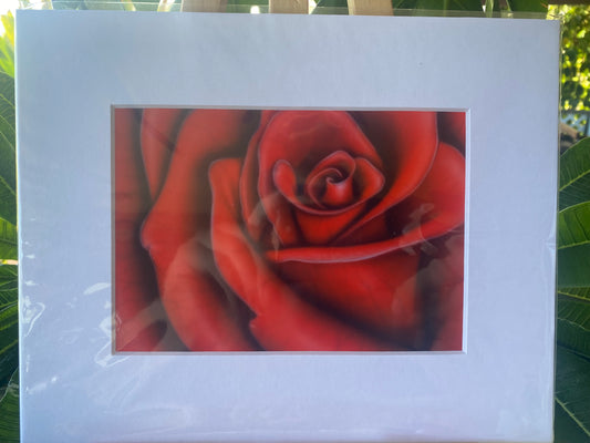 Red Rose 2. Signed matted print. Actual matted size 5x7