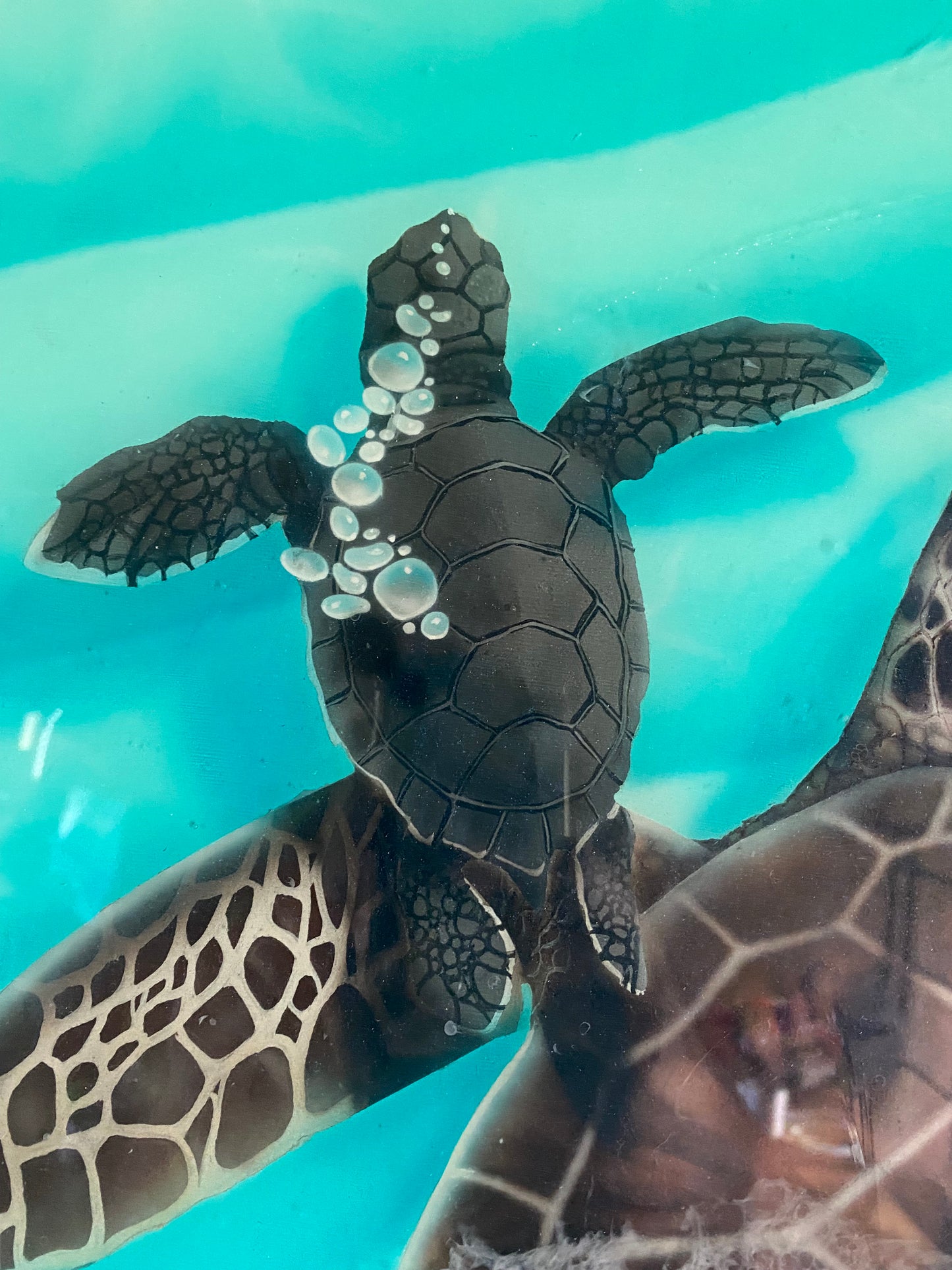 Honu Bubbles